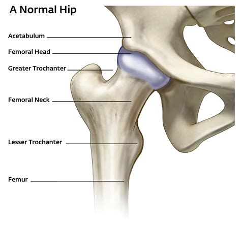 Hips Dr Bryan Bomberg