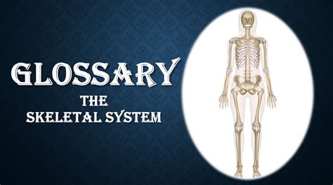 Skeletal System Glossary