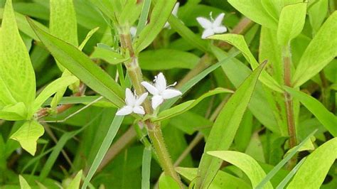 Virginia Buttonweed Nc State Extension Publications