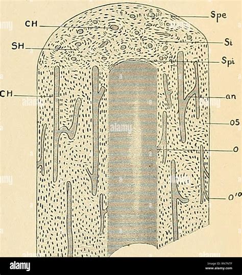 Compact Bone Cell Diagram