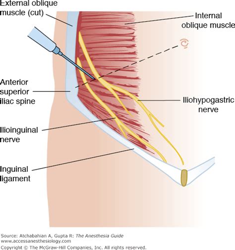 Nerve Iliohypogastric Nerve