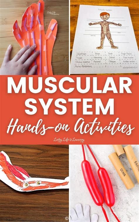 Muscular System Hands On Activities Muscular System Human Body