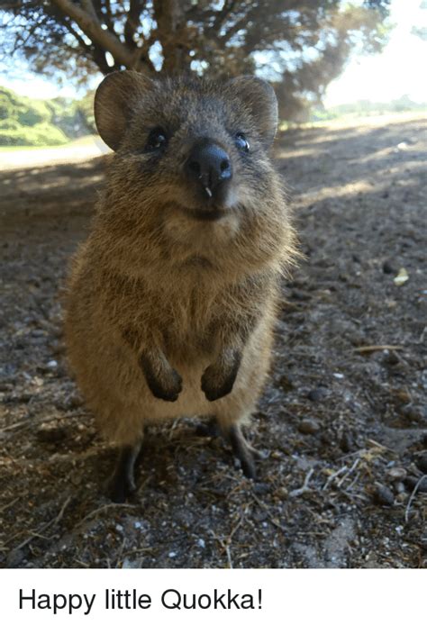 Save and share your meme collection! 25+ Best Memes About Quokka | Quokka Memes