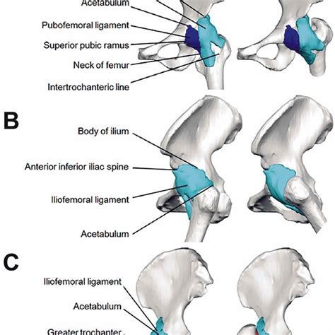 The Hip Joint Articulations Movements Teachmeanatomy