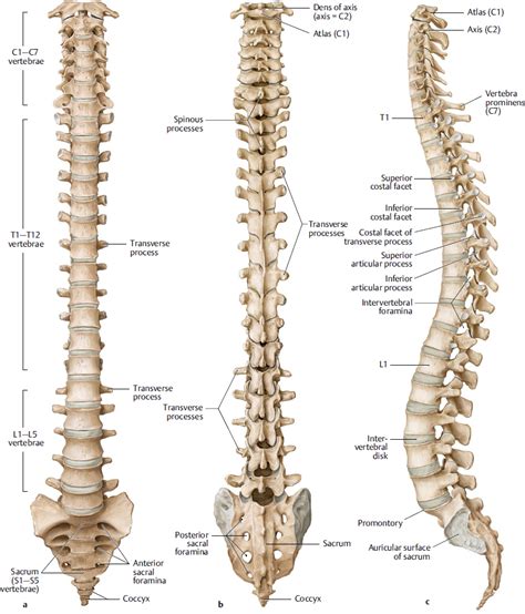 Spine Musculoskeletal Key