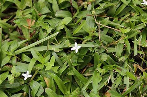 How To Get Rid Of Virginia Buttonweed