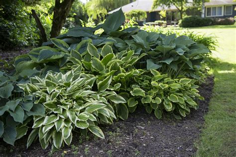 And the list goes on… so, look outside, figure out if your garden beds are soaking up the sun or staying cool and cozy in the shade and continue reading for our favourite 5. 20 of the Best Plants for Shade | INSTALL-IT-DIRECT