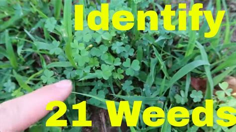 Identifying Common Weeds