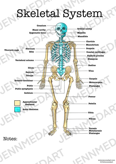 Anatomy Skeletal System