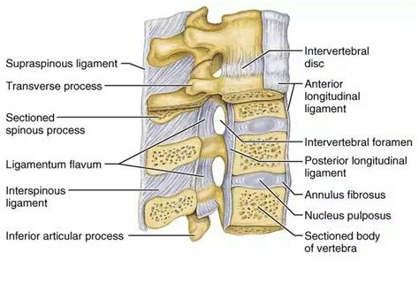 Ligaments Of The Spine Spines Vertebrae Pa School