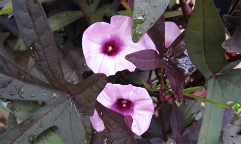 If you're already surprised to learn that purple sweet potato exists, let's complicate things even further okinawan sweet potatoes were soon cultivated throughout the country, and eventually made their way to hawaii. Sweet Potato Vine: How to Grow These Gorgeous Flowing Vines