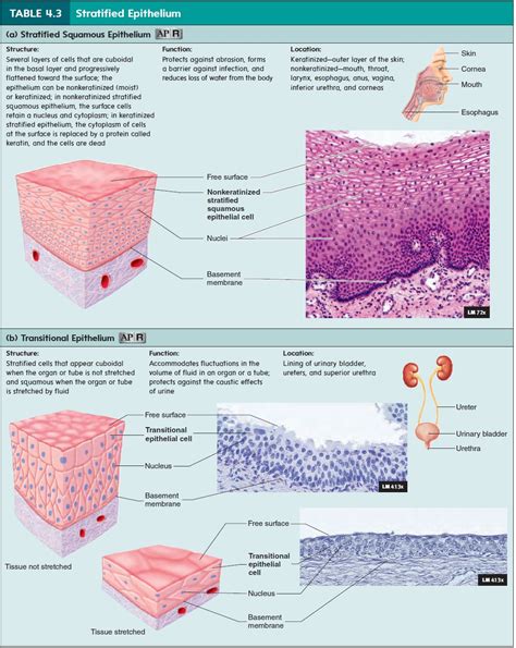 Epithelial Tissue