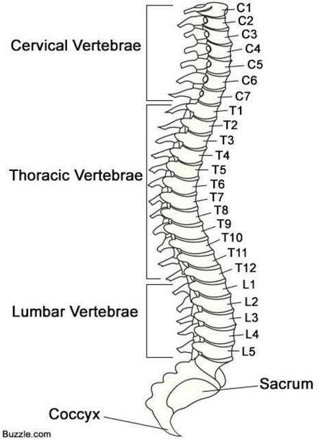 Vertebral Column Diagram Quizlet