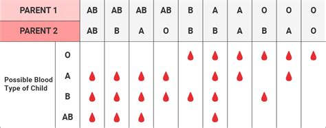 Blood Types Groups Chart A B AB O Red Cross Blood Services