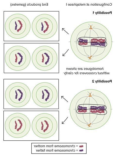 Mitosis Coloring Worksheets