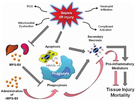 Sepsis Pathophysiology Easy