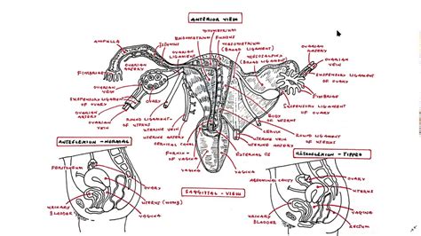 Anatomy Of The Female Reproductive System Uterus Fallopian Tube