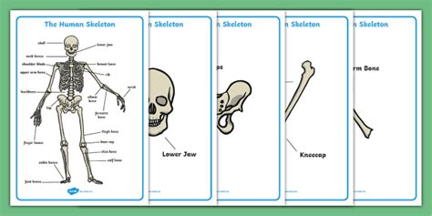 Overview Of Skeleton Learn Skeleton Anatomy 60 Off