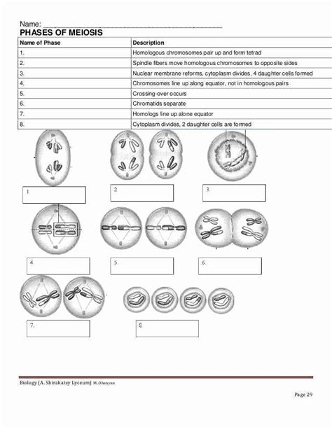 Meiosis Grade 12 Worksheets