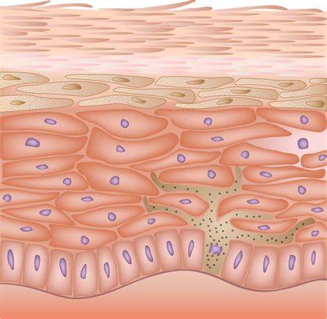 Advanced Anatomy And Physiology Of The Skin 10 Ce For Nurses Medline