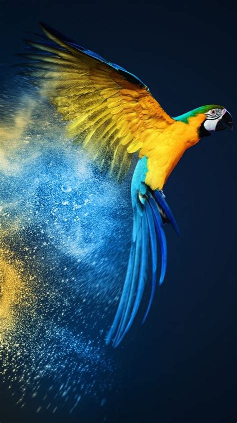 Parrots Wallpapers 4k Hd Parrots Backgrounds On Wallpaperbat