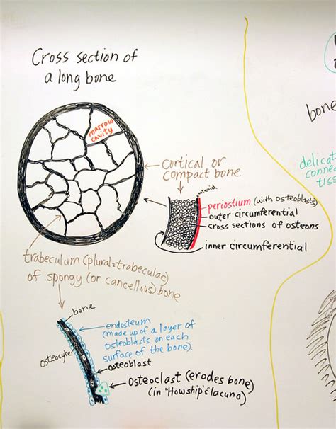 Human tooth anatomy chalk painted. Bone Formation: Cross Section of a Long Bone | Flickr ...