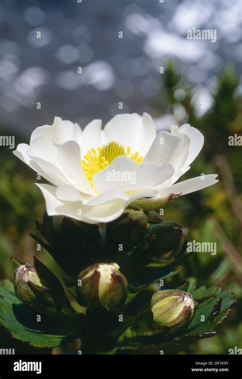 Mount Cook Lily Ranunculus Lyallii Hi Res Stock Photography And Images