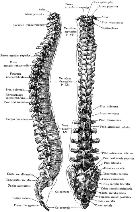 Diagram Of Vertebral Column