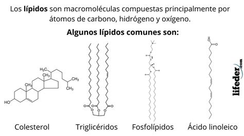 Lípidos Qué Son Características Ejemplos Estructura Función