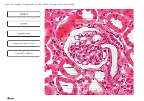 22 Simple Cuboidal Epithelium Labeled Diagram Wiring Diagram Niche