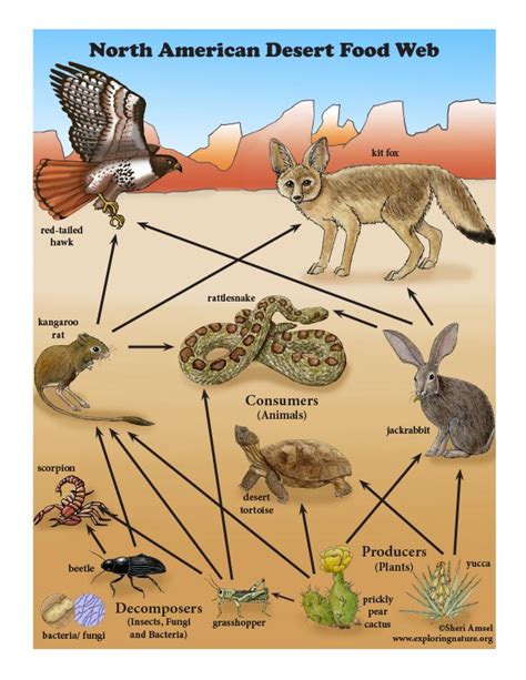 Desert Biome Food Web Diagram