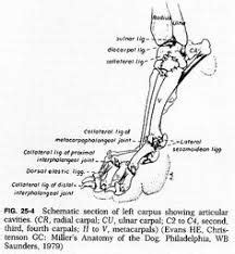 What does this suggest about mammals? Pin em BME