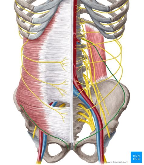 Inguinal Nerve Distribution