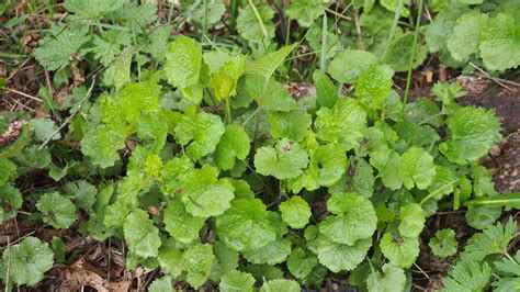 Identifying Invasive Lawn Weeds