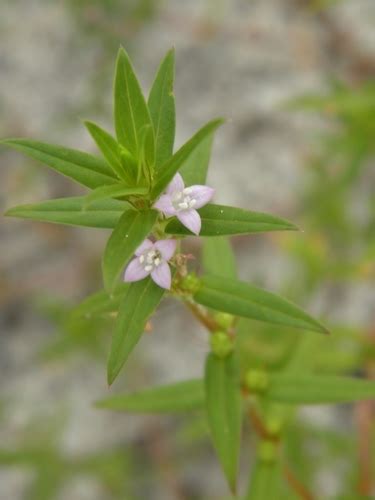 Common Buttonweed Plants Of Overton Parks Old Forest Memphis Tn