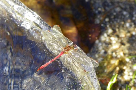 Real Dragons Found In Ice