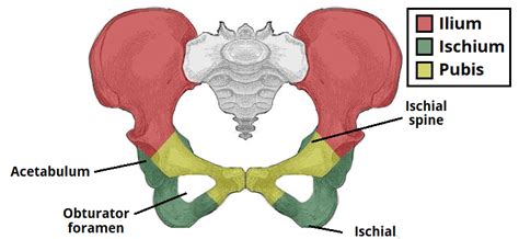 Ischial Spine Importance And Identification Key To Info