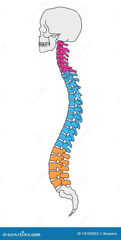 Vertebral Column Of Human Skeleton System Anatomy Anterior And Lateral