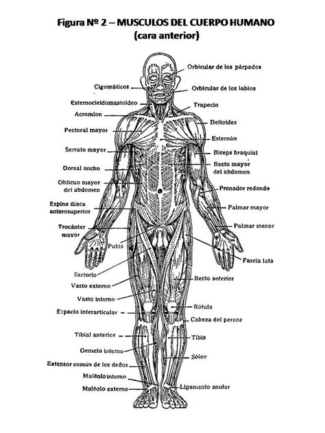 Download Vista Frontal De Los Musculos Del Cuerpo Humano Athomebasics