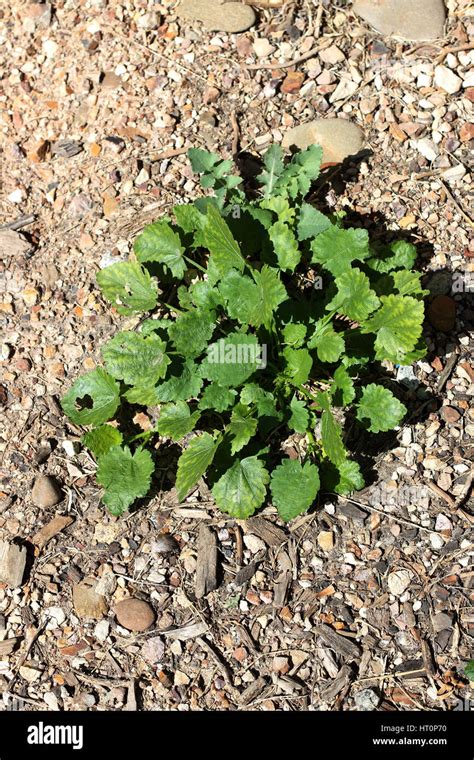 Modiola Caroliniana Ground Cover Weeds In Victoria Australia Stock