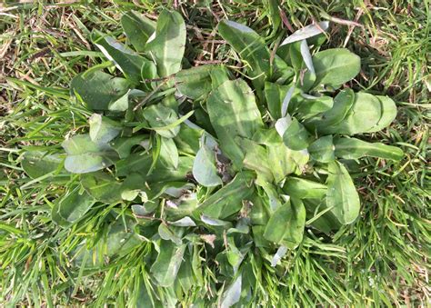 Broadleaf Weed Identification Guide Australia Myhometurf