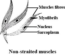 Draw A Neat Labelled Diagram Of Non Striated Muscle