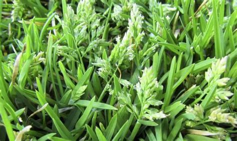 List Of Common Weeds In Virginia With Pictures Insightweeds