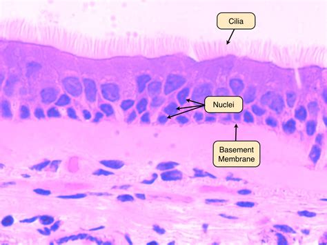 Simple Cuboidal Epithelium Labeled Basement Membrane