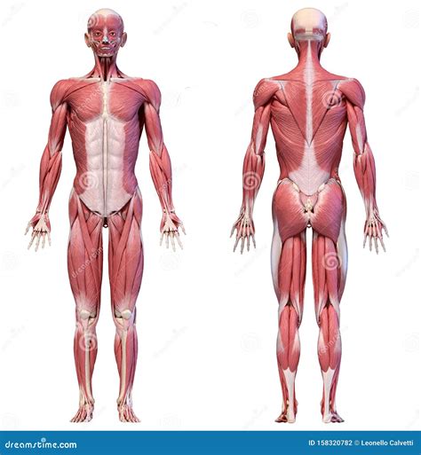 Cuerpo Humano Sistema Muscular Masculino De Figura Completa Vistas