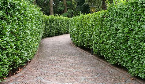 7 Fast Growing Hedges And Shrubs For Privacy Instanthedge