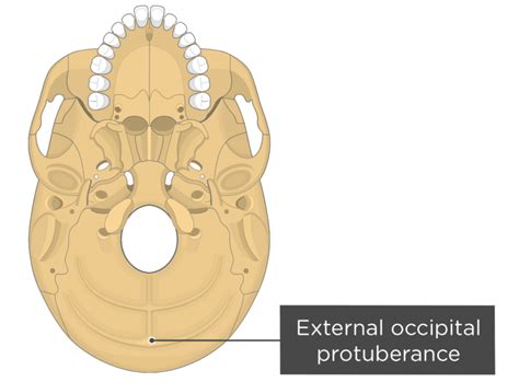 Occipital Bone Markings