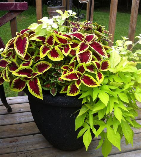 My sweet potato vine is my cheapest and fastest growing plant. Pin on gardening