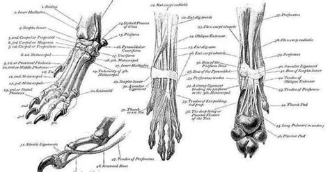 Be sure to read this post first! Muscle & Bone Structure Charts | DOG CONDITIONING, INJURY ...