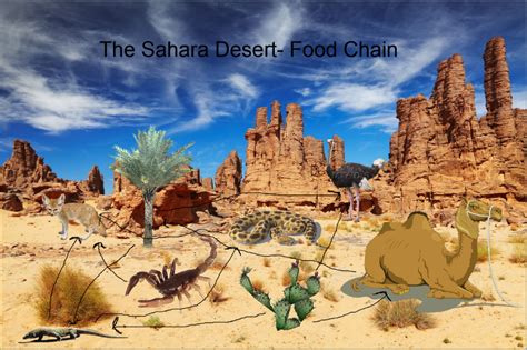 The Sahara Desert Food Chain The Sahara Desert